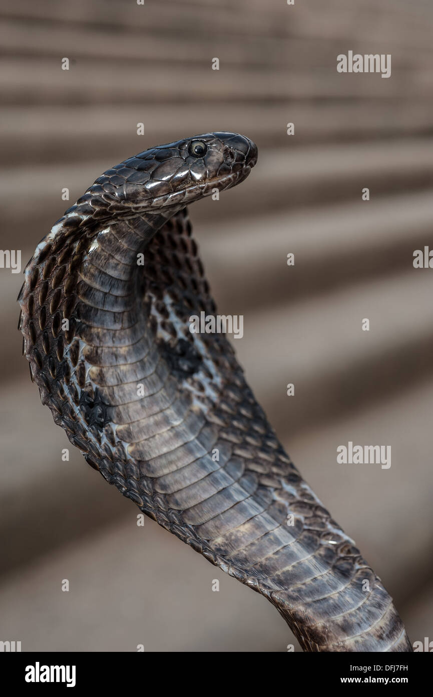 Indische Kobra, Naja Naja, Alapidae, Varanasi, Indien, Asien Stockfoto