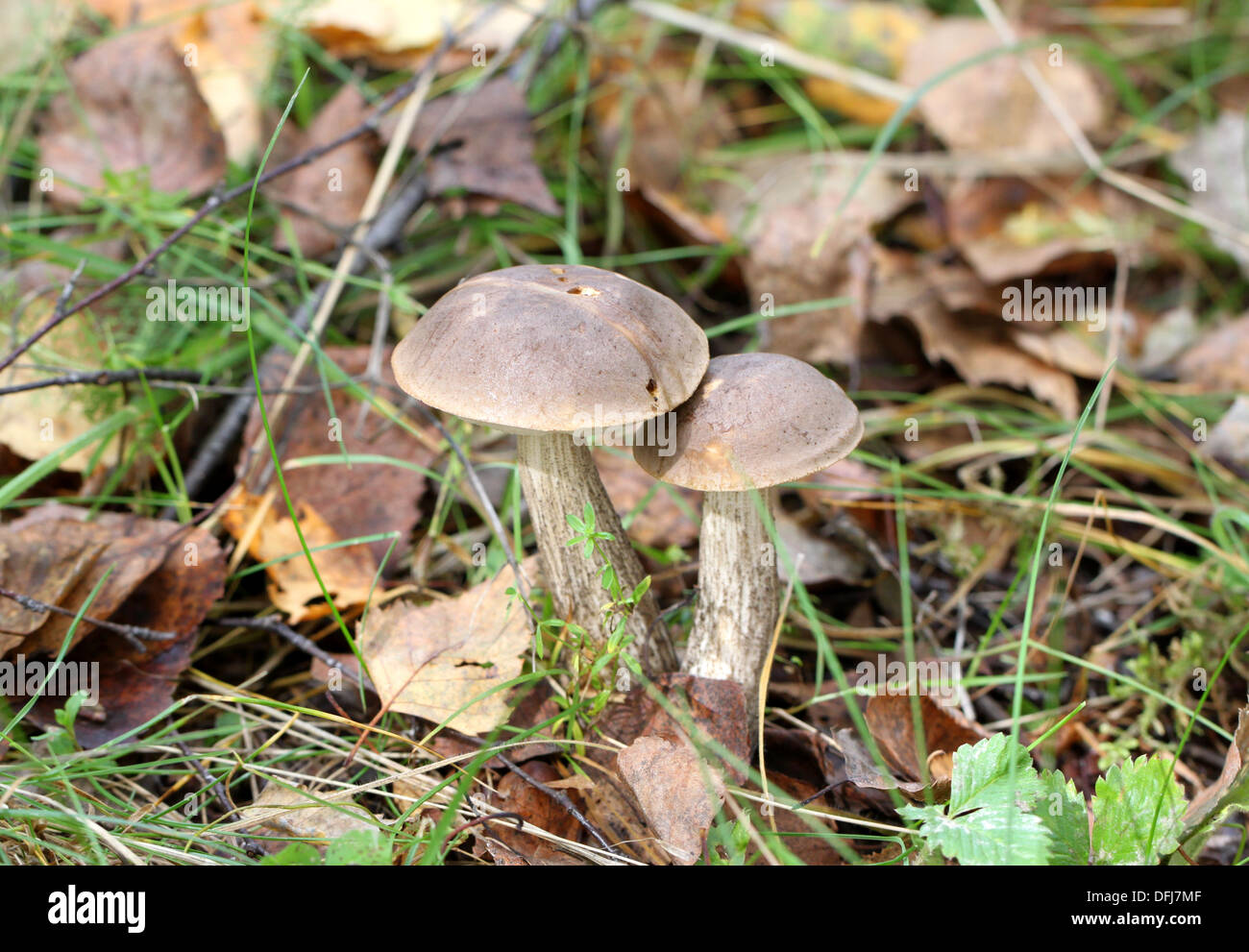Pilz braune kappe steinpilze Fotos und Bildmaterial in hoher Auflösung Alamy