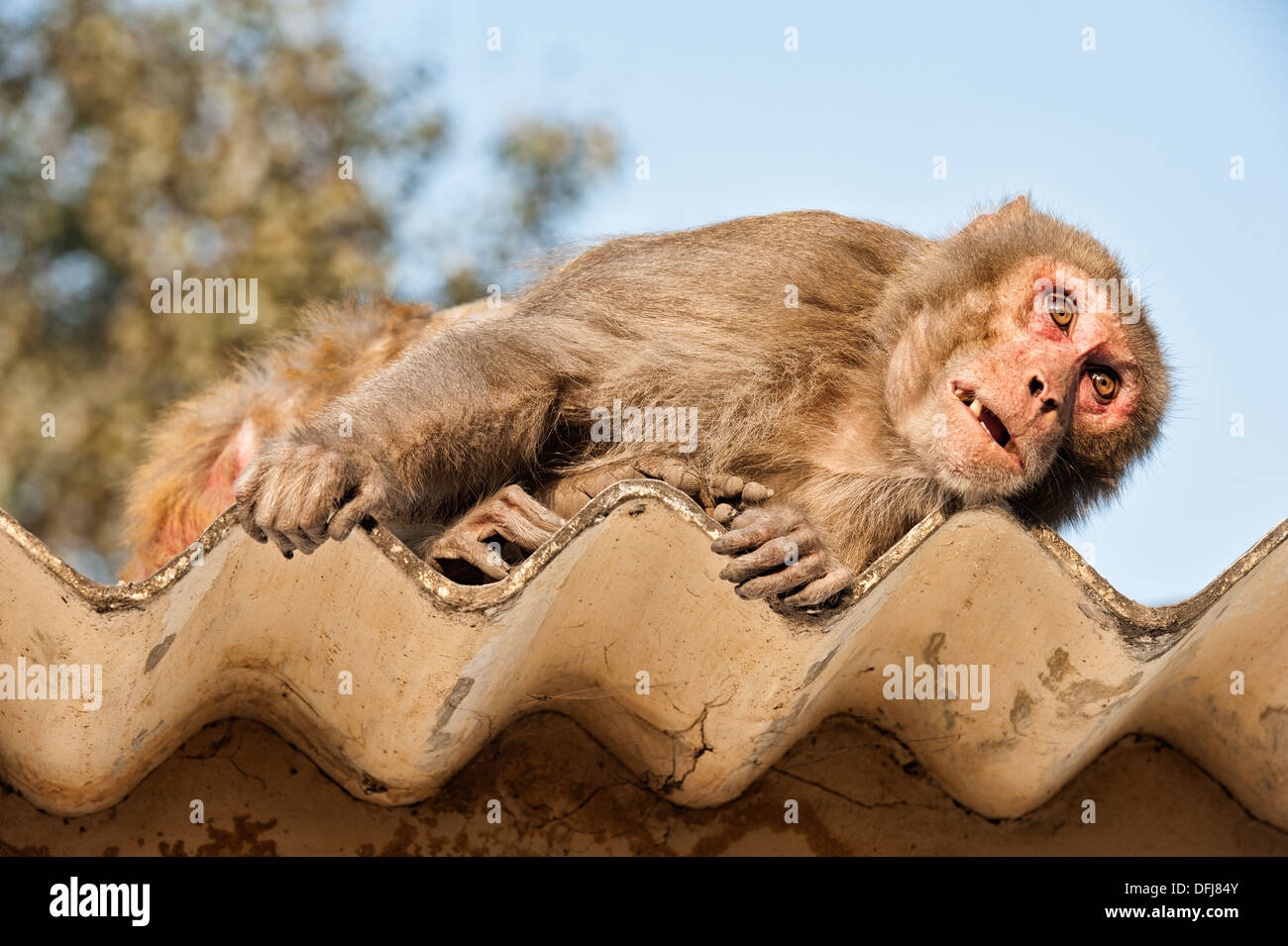 Indien-Rhesus-Makaken, Macaca Mulatta, Allahbad, Indien, Asien Stockfoto