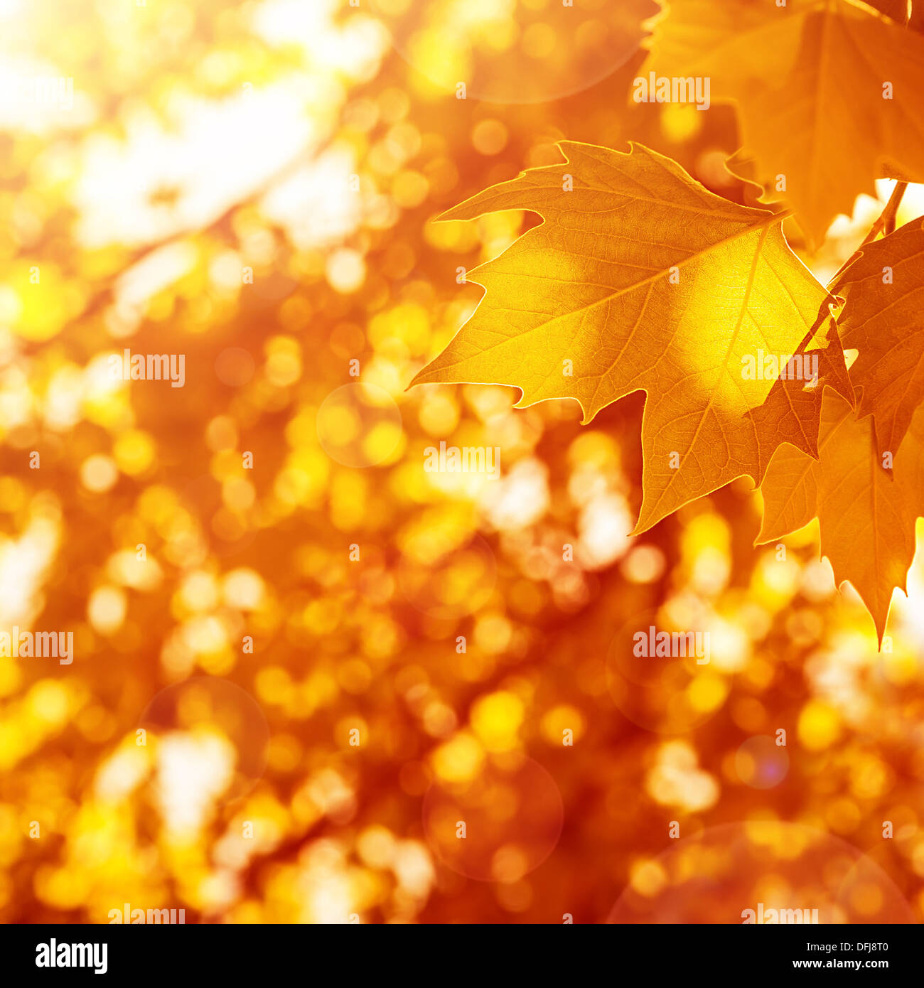Herbstliche Blätter Hintergrund, sonnigen Tag, alte trockenes Laub im Park, Wetterwechsel, Herbstsaison, Ahornblatt, Herbst Natur Stockfoto