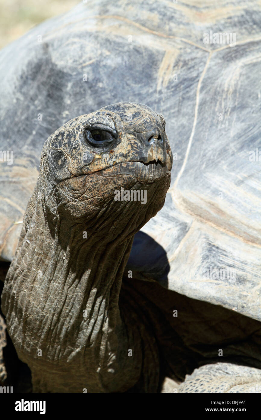 Galapagos-Schildkröte, Chelonoidis Nigra, Cape May County Zoo, Cape kann Courthouse, New Jersey, USA Stockfoto