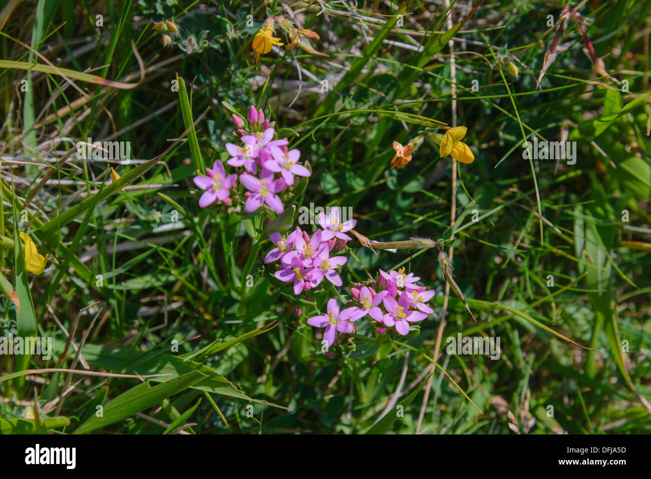 Gemeinsamen Tausendgüldenkraut Centaurium Saccharopolyspora, Wildblumen, Dorset, England Stockfoto