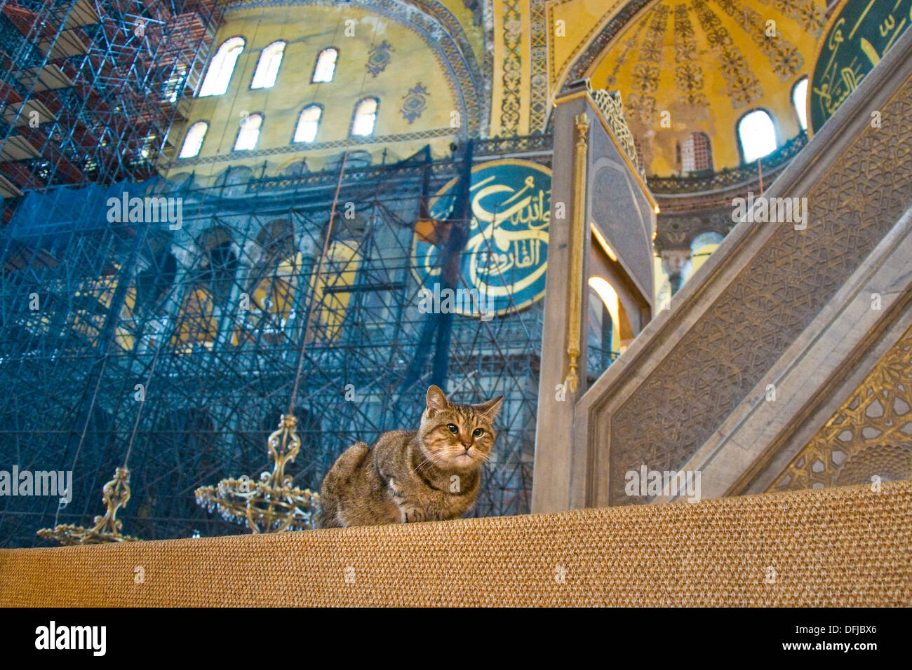Türkei, Istanbul, Hagia Sophia, Katze Stockfoto