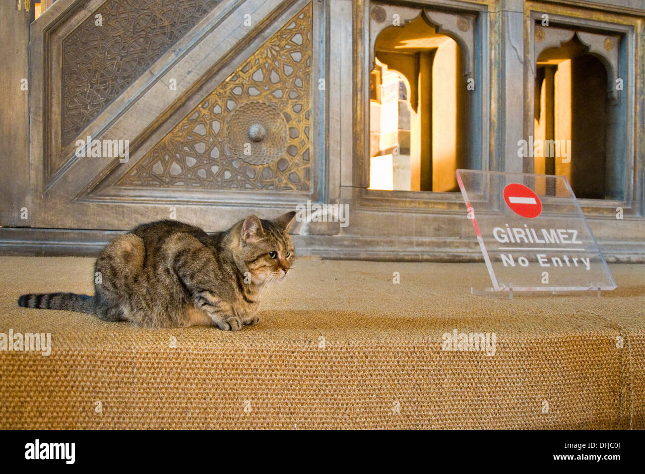 Türkei, Istanbul, Hagia Sophia, Katze Stockfoto