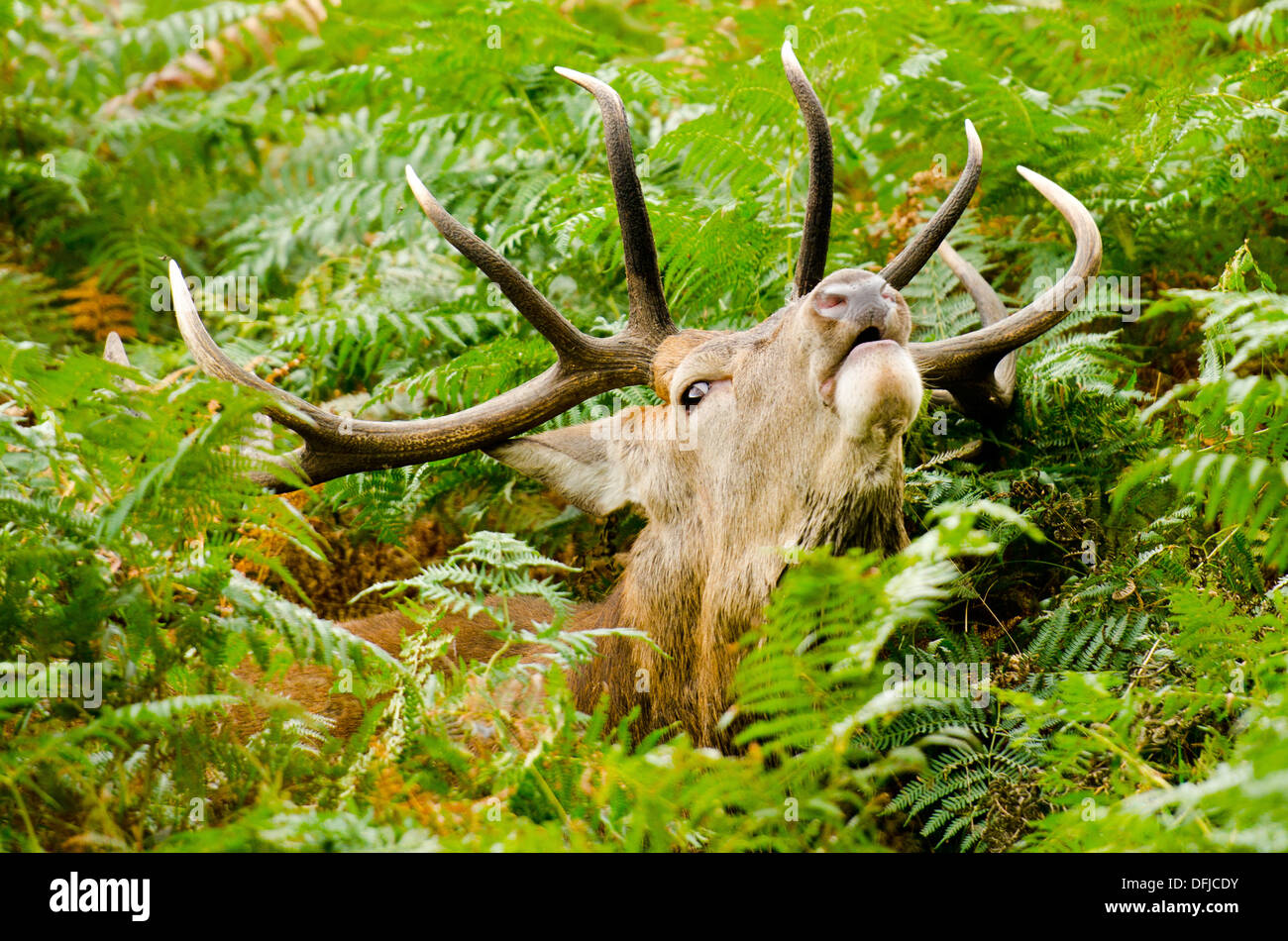 Hirsch Brunft im Richmond Park, London im Herbst Stockfoto
