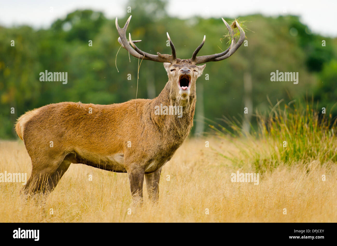 Hirsch Brunft im Richmond Park, London im Herbst Stockfoto