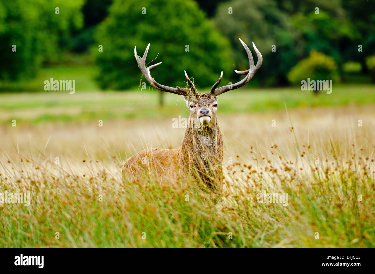 Hirsch Brunft im Richmond Park, London im Herbst Stockfoto
