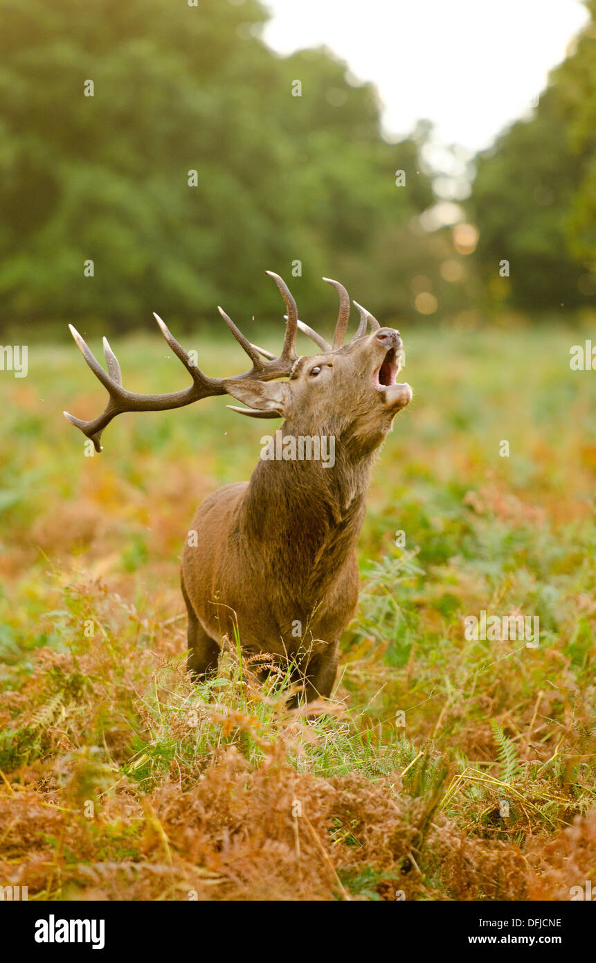 Hirsch Brunft im Richmond Park, London im Herbst Stockfoto