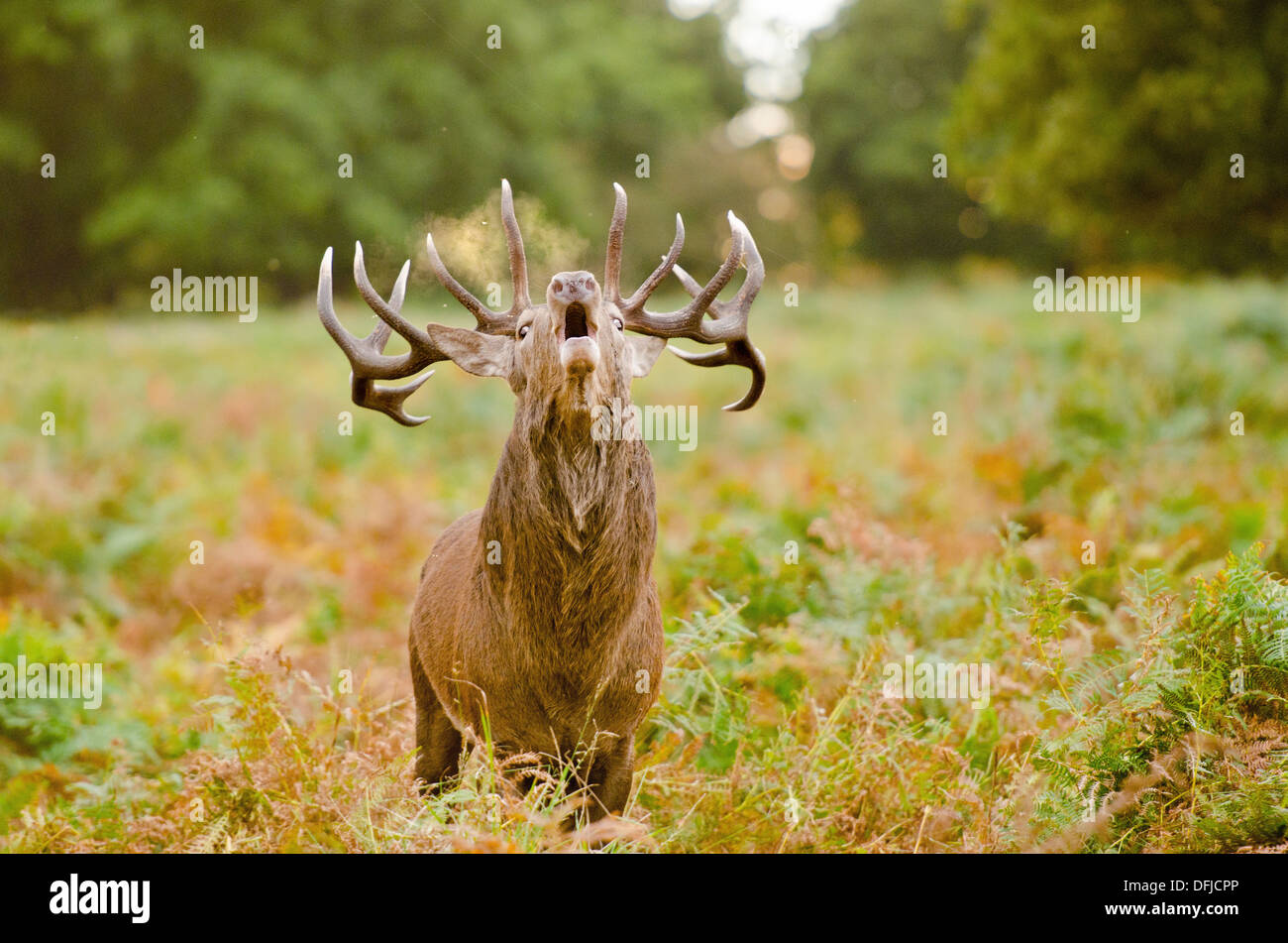Hirsch Brunft im Richmond Park, London im Herbst Stockfoto
