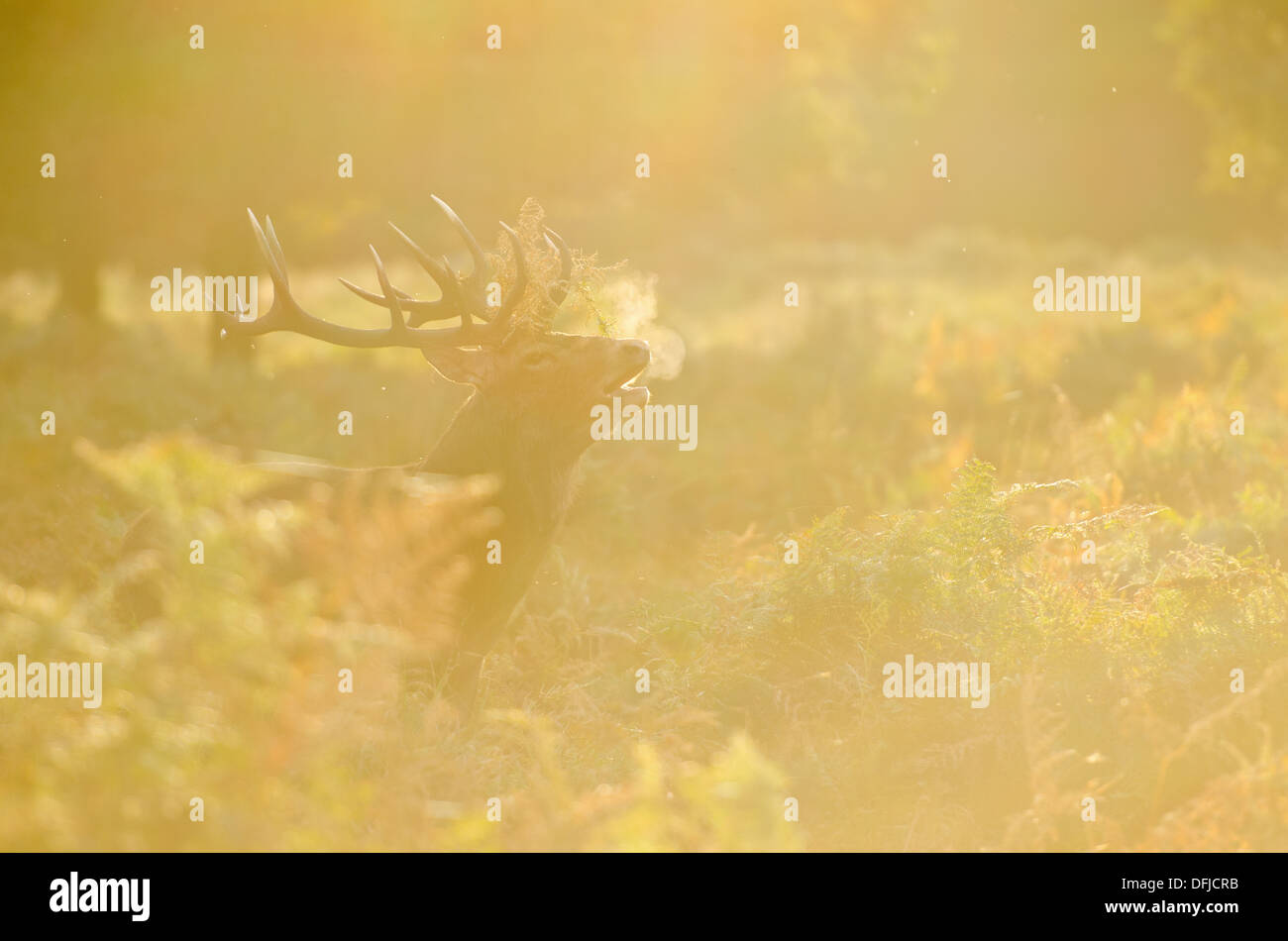 Hirsch Brunft im Richmond Park, London im Herbst Stockfoto