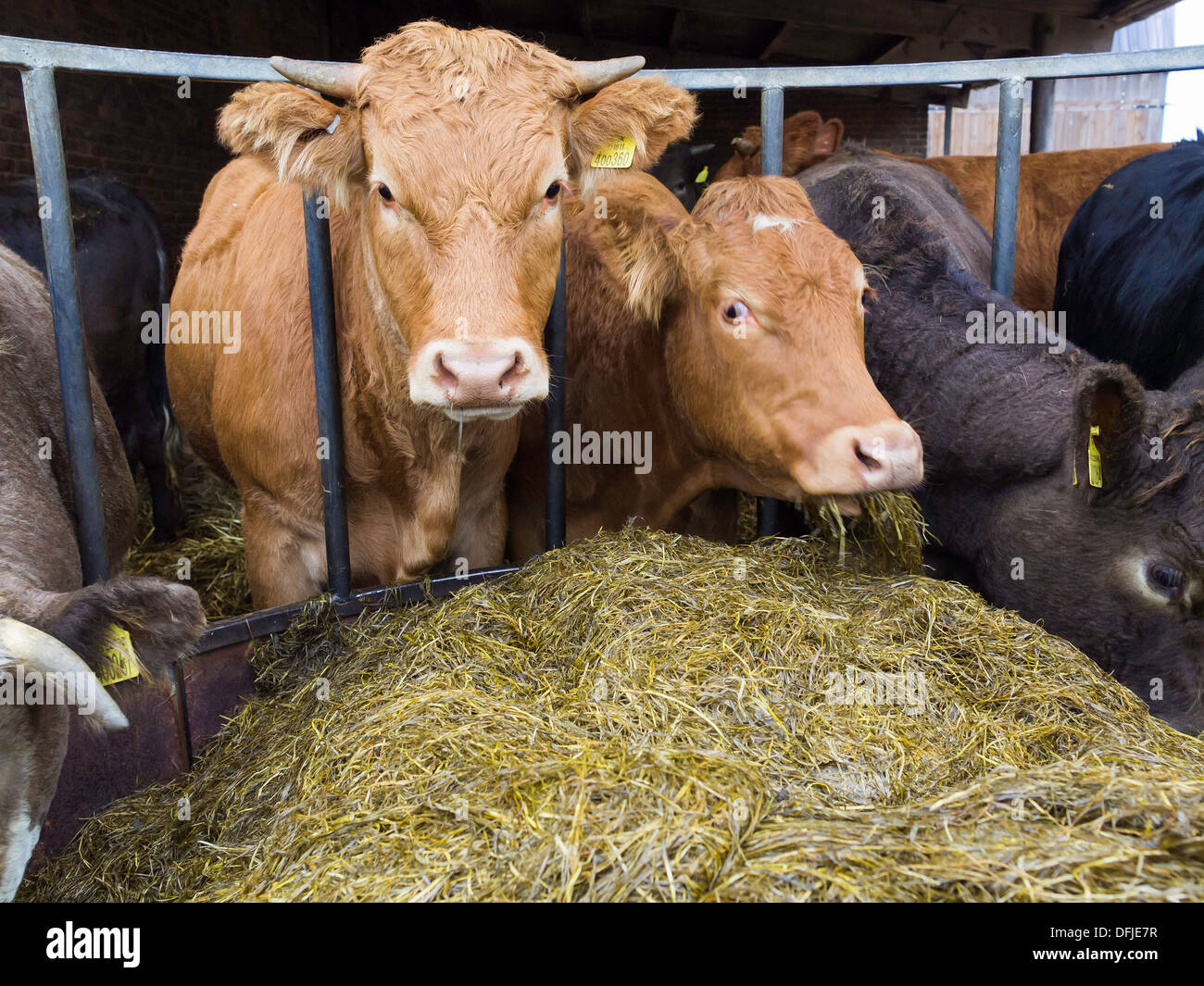 Rinder in einem Hof Scheune Heu zu essen. Stockfoto