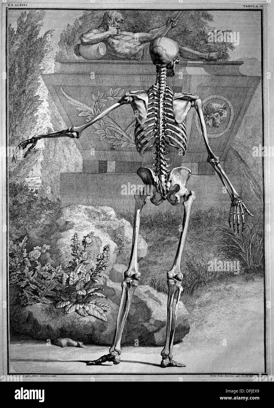 Bilder des Verbrechens und der Muskeln des menschlichen Körpers 1747 Bernhard Siegfried Albinus Professor Leiden deutsch niederländische Stockfoto