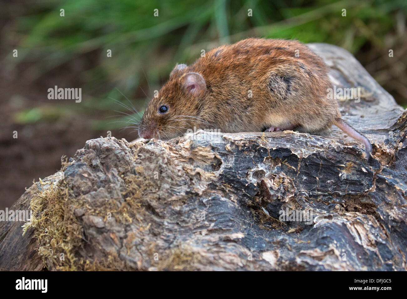 Rötelmaus Stockfoto
