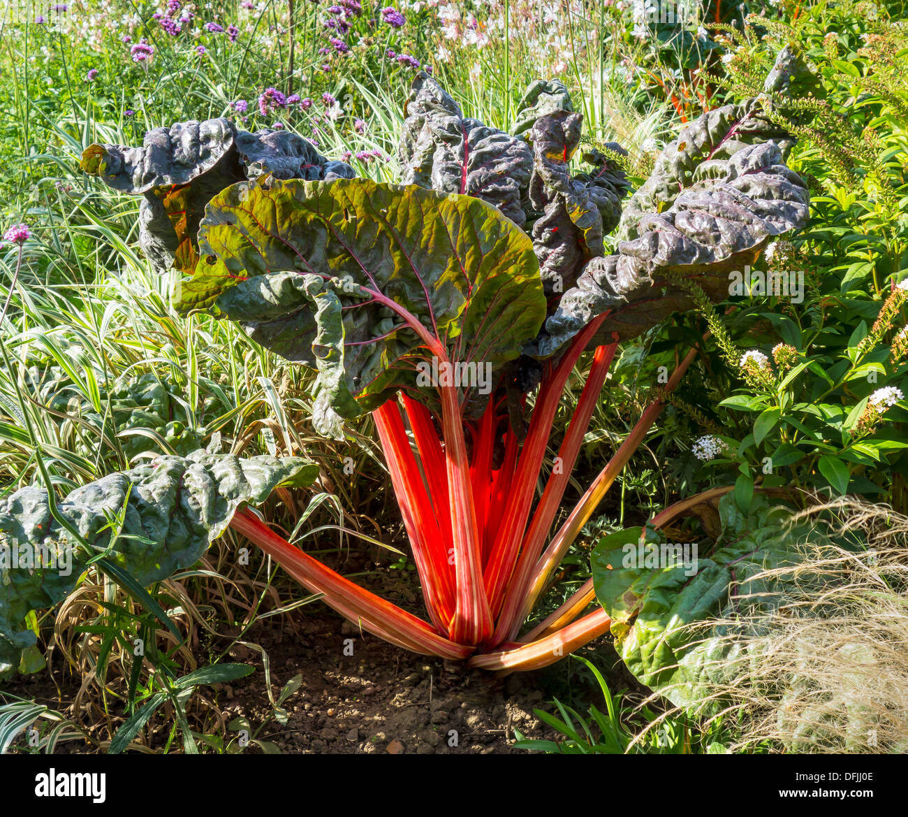 Schweizer Mangold Home Allotment Gemüse angebaut Stockfoto