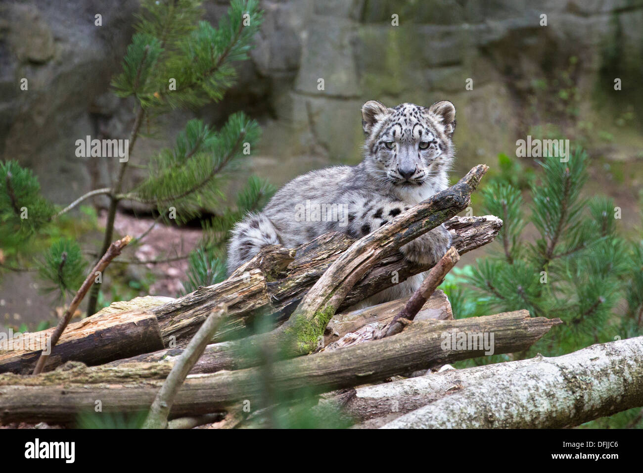 Snow Leopard Cub, 5 1/2 Monate alt Stockfoto