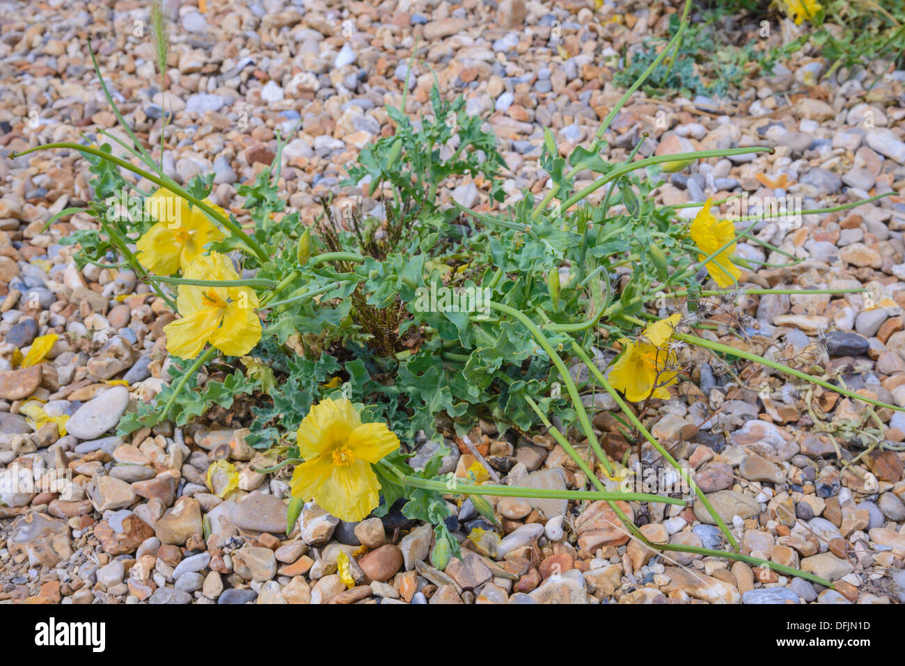 Gelbe gehörnten Mohn, Glaucium Flavum, Wildblumen, Dorset, England Stockfoto