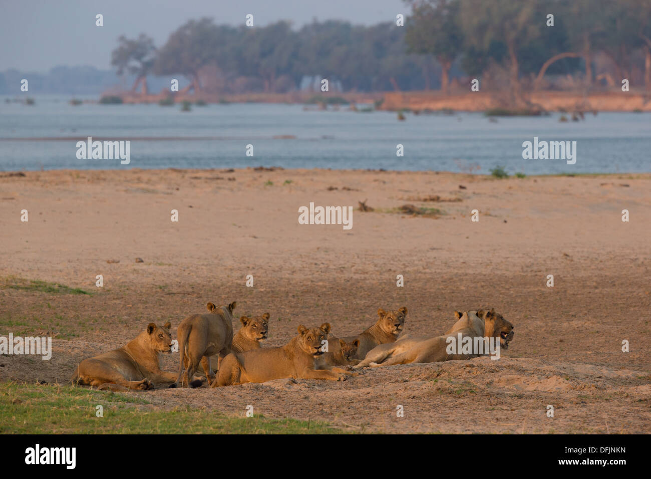 Stolz der Löwen (Panthera Leo) an den Ufern des Sambesi-Flusses Stockfoto