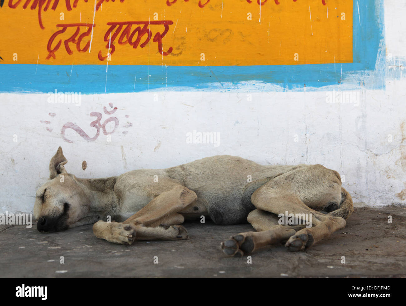 Hund schläft auf einem Bürgersteig in Pushkar, Rajasthan, Indien. Stockfoto