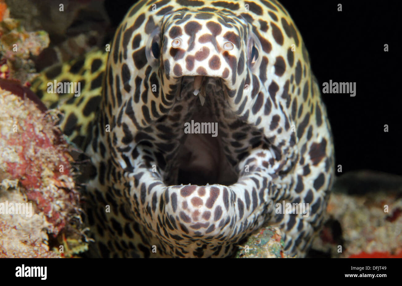 Nahaufnahme von einer juvenilen Honeycomb Muräne (Gymnothorax Favagineus) mit offenem Mund, Süd Male Atoll, Malediven Stockfoto