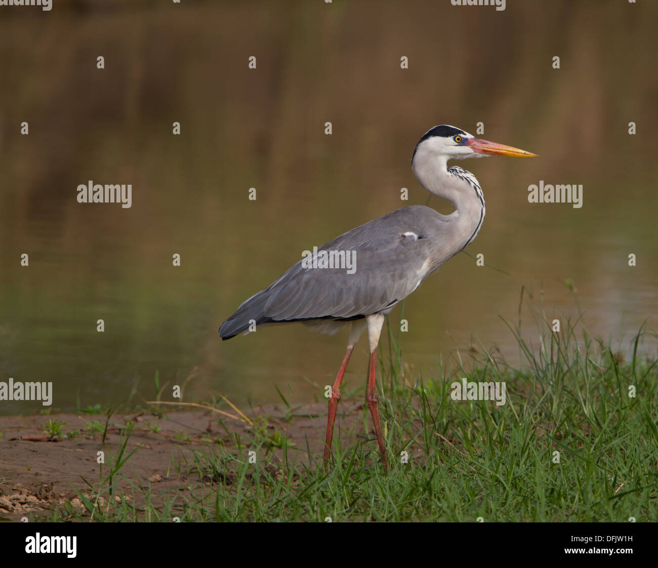 Graureiher (Ardea Cinerea) Stockfoto