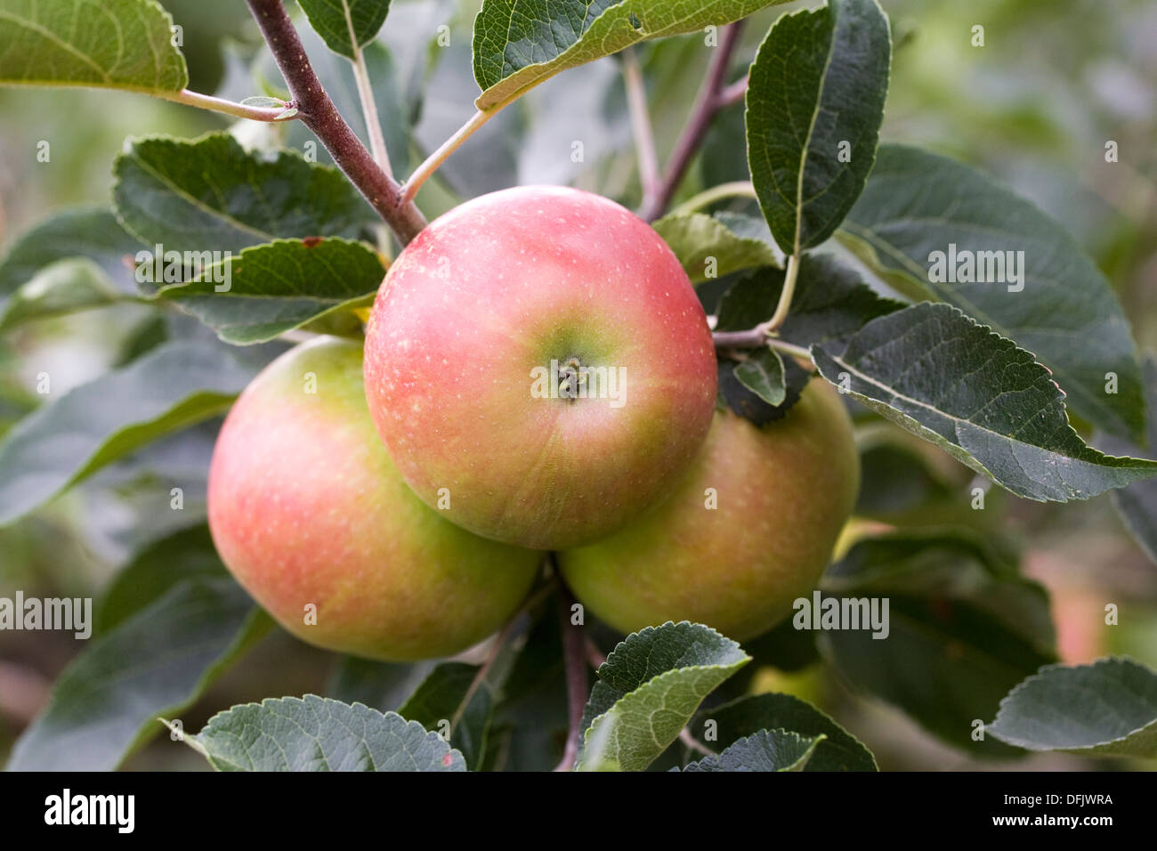 Malus Domestica. Apfel 'Entdeckung' wächst in einem englischen Obstgarten. Stockfoto