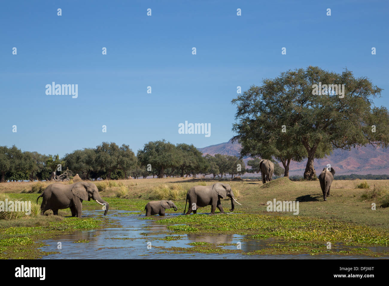 Afrikanische Elefanten Herde zu Fuß durch das Wasser in den Auen des Sambesi-Flusses Stockfoto