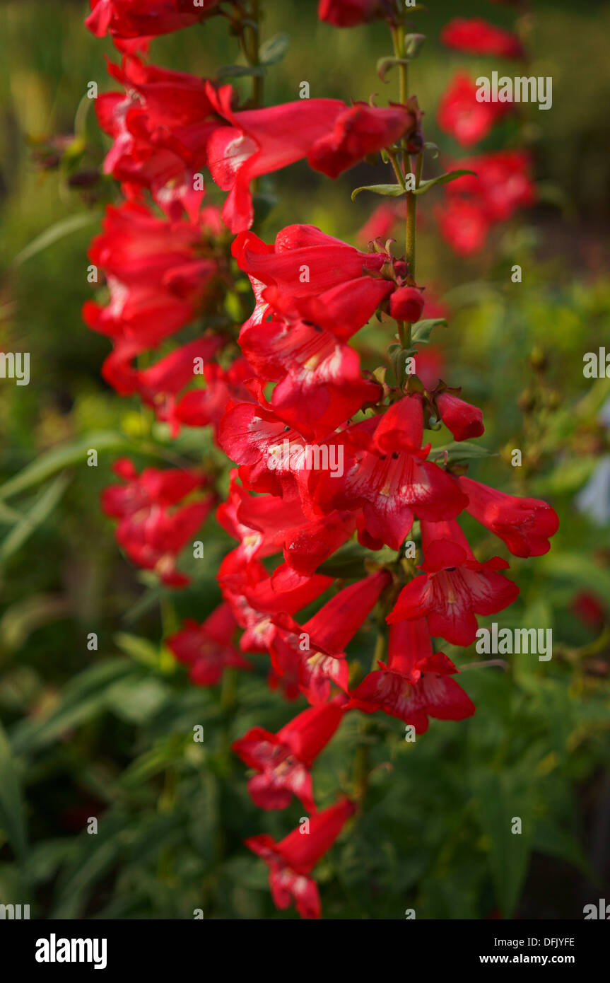 Penstemon Hartwegii Grandiflora rote Blumen hautnah Stockfoto