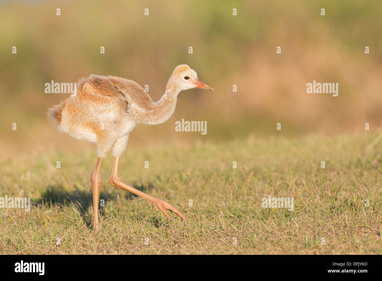 Sandhill Kran (Grus Canadensis) Young - Lake Wales, Florida. Stockfoto