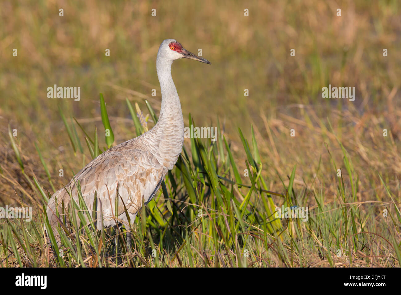 Sandhill Kran (Grus Canadensis) - Lake Wales, Florida. Stockfoto