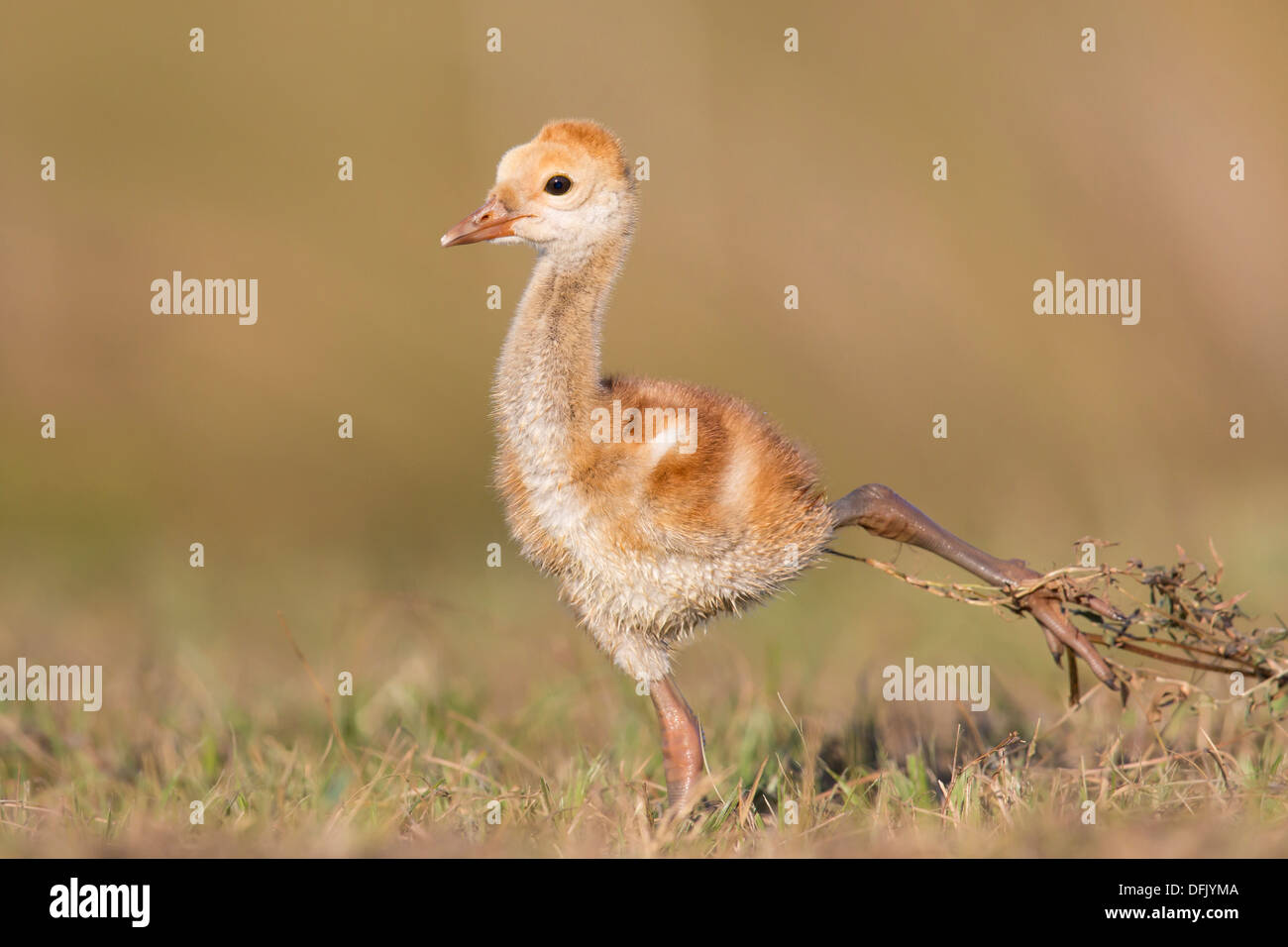 Sandhill Kran (Grus Canadensis) Küken verstrickt in die Grass - Lake Wales, Florida. Stockfoto