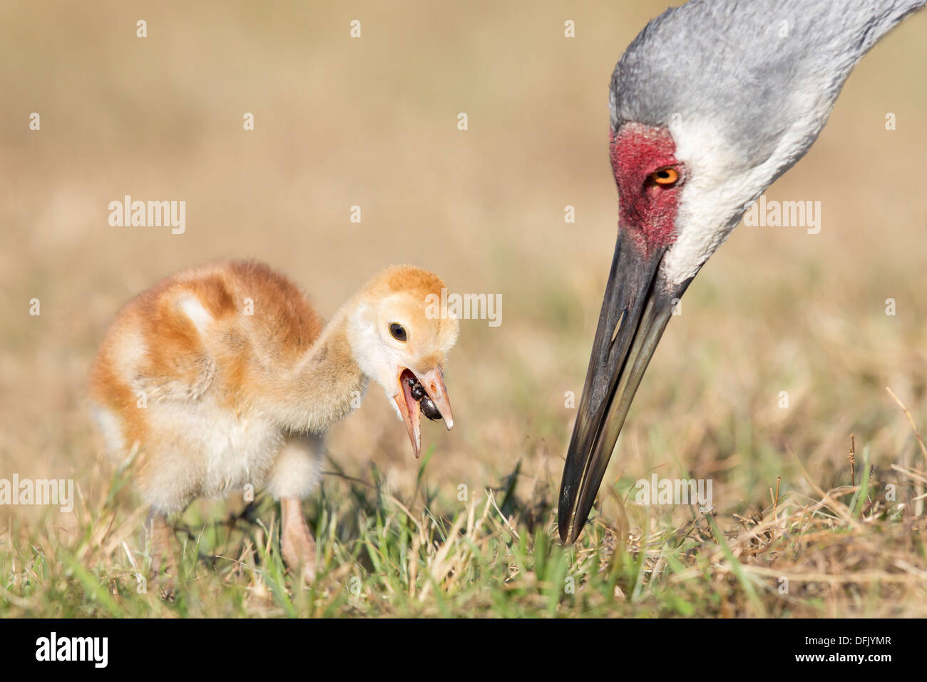 Sandhill Kran (Grus Canadensis) Küken mit Mama holt seine erste Beute - Lake Wales, Florida. Stockfoto