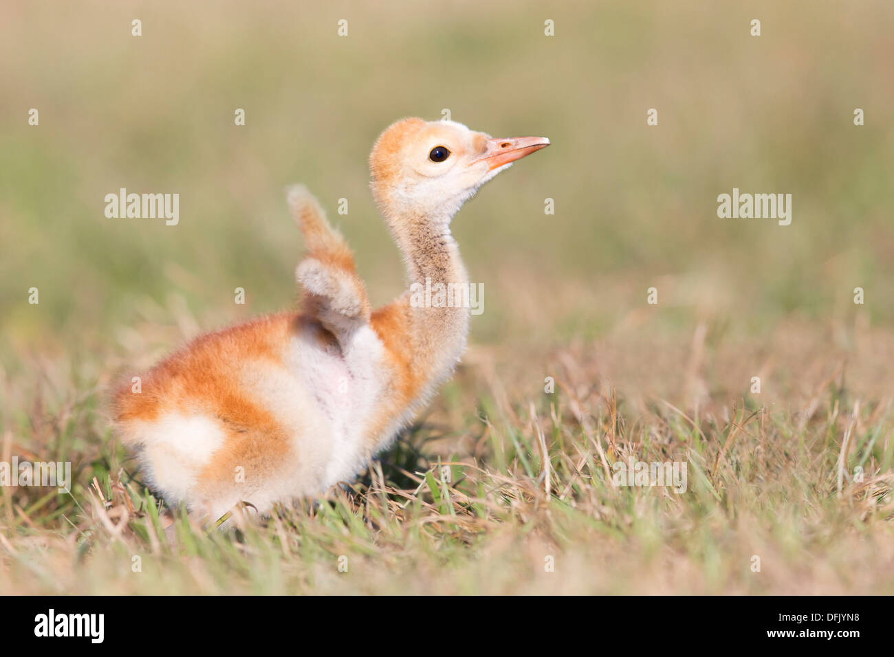 Sandhill Kran (Grus Canadensis) Küken flattern seine Flügel - Lake Wales, Florida. Stockfoto