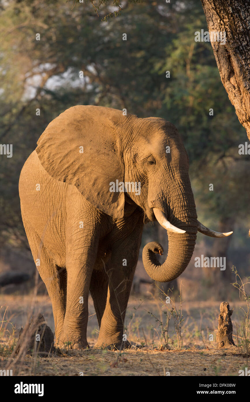 Afrikanischer Elefant Fütterung auf Samenkapseln verstreut unter einem Faidherbia Albida Baum - Krause Stamm Stockfoto