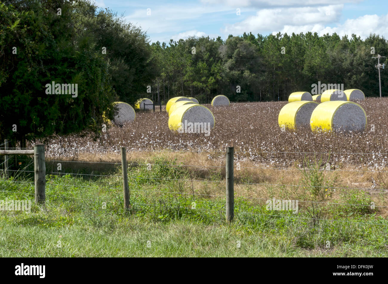 Ballen Baumwolle in ein Baumwollfeld im ländlichen Norden Zentralflorida nach der Ernte. Stockfoto