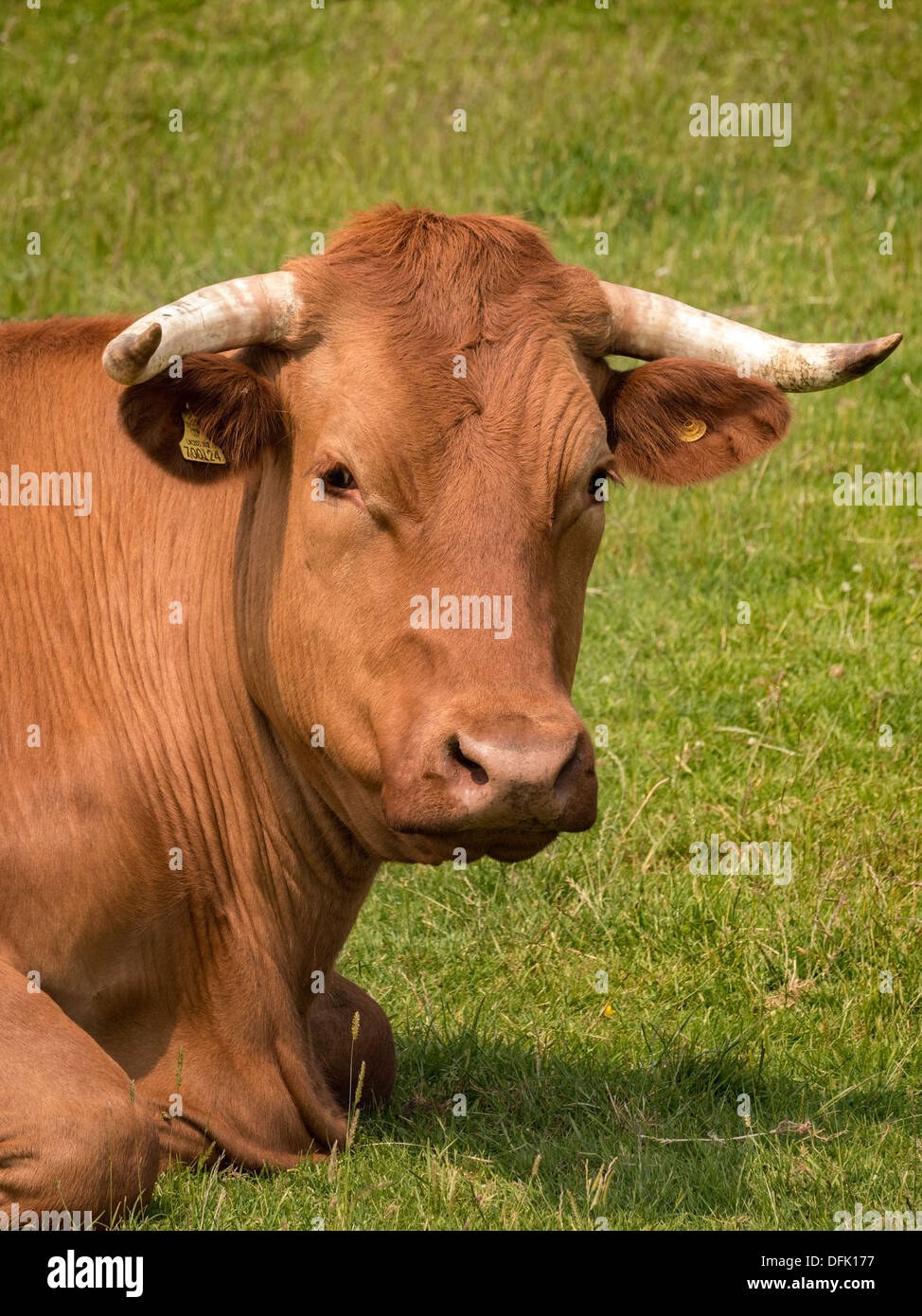 Kopf und Schultern von braun Bull mit Hörnern liegend auf grüner Wiese, Leicestershire, UK Stockfoto