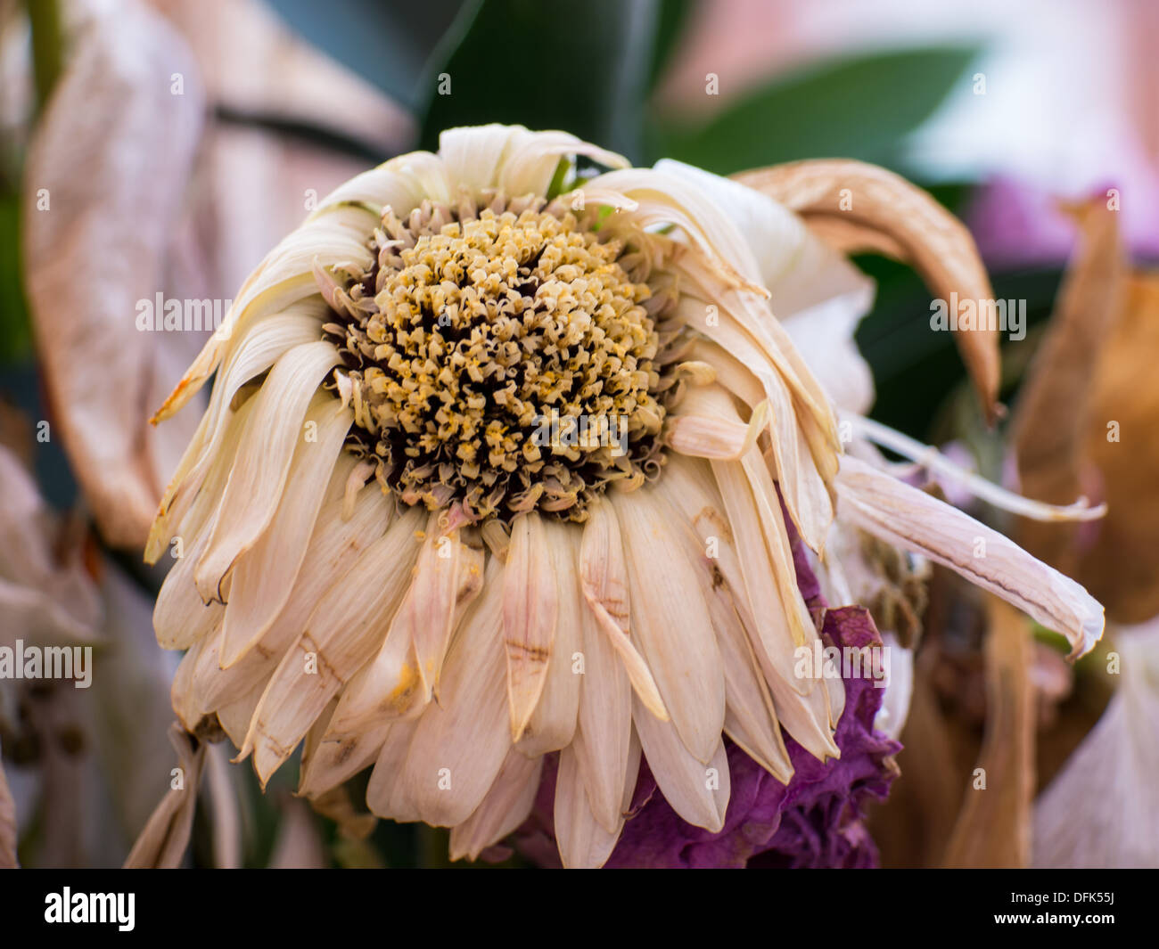 Makro-Fotos der verfallenden Blumen hautnah. Stockfoto