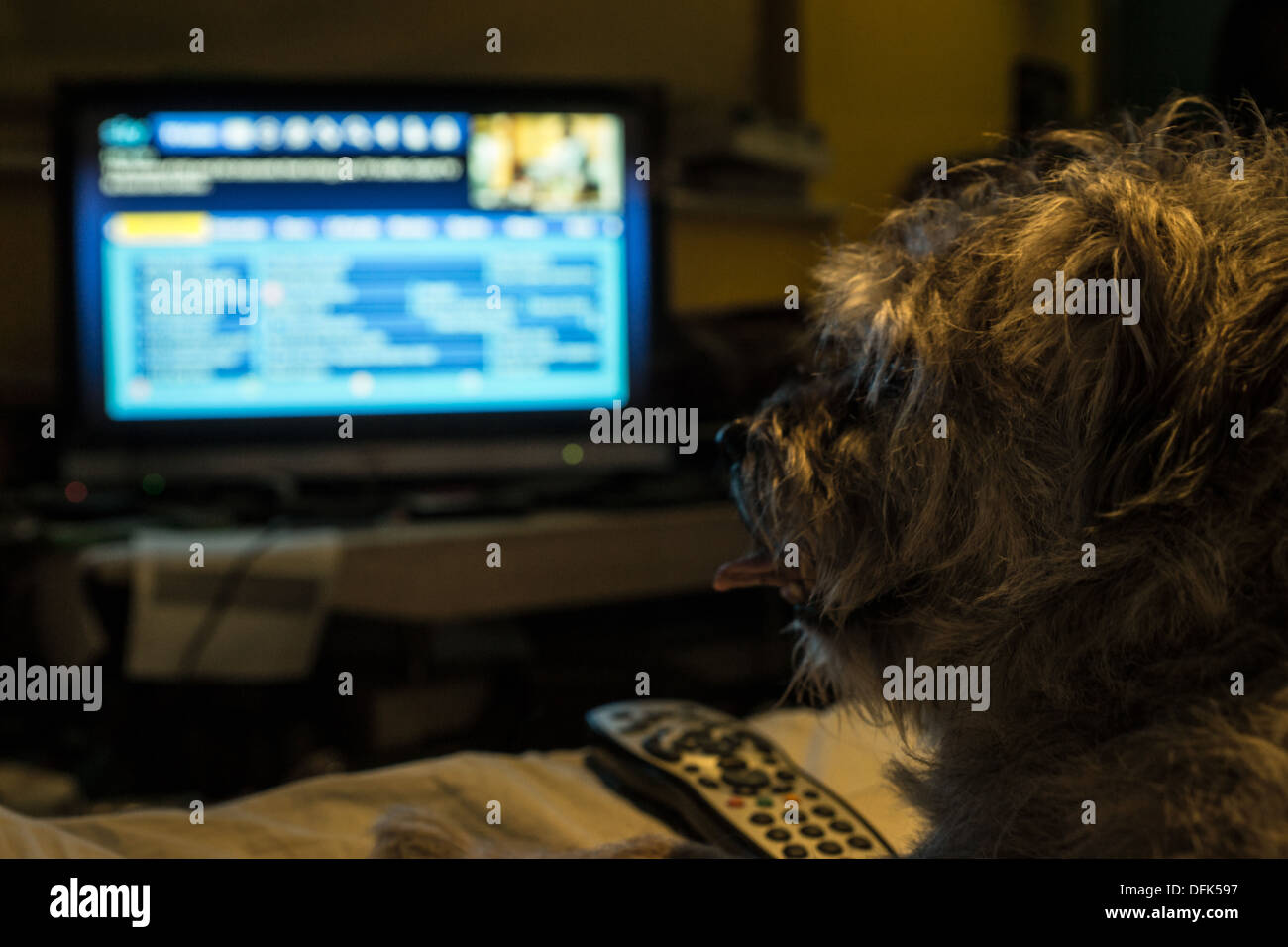 Border Terrier Hund beobachten sky hd tv remote Bett Stockfoto