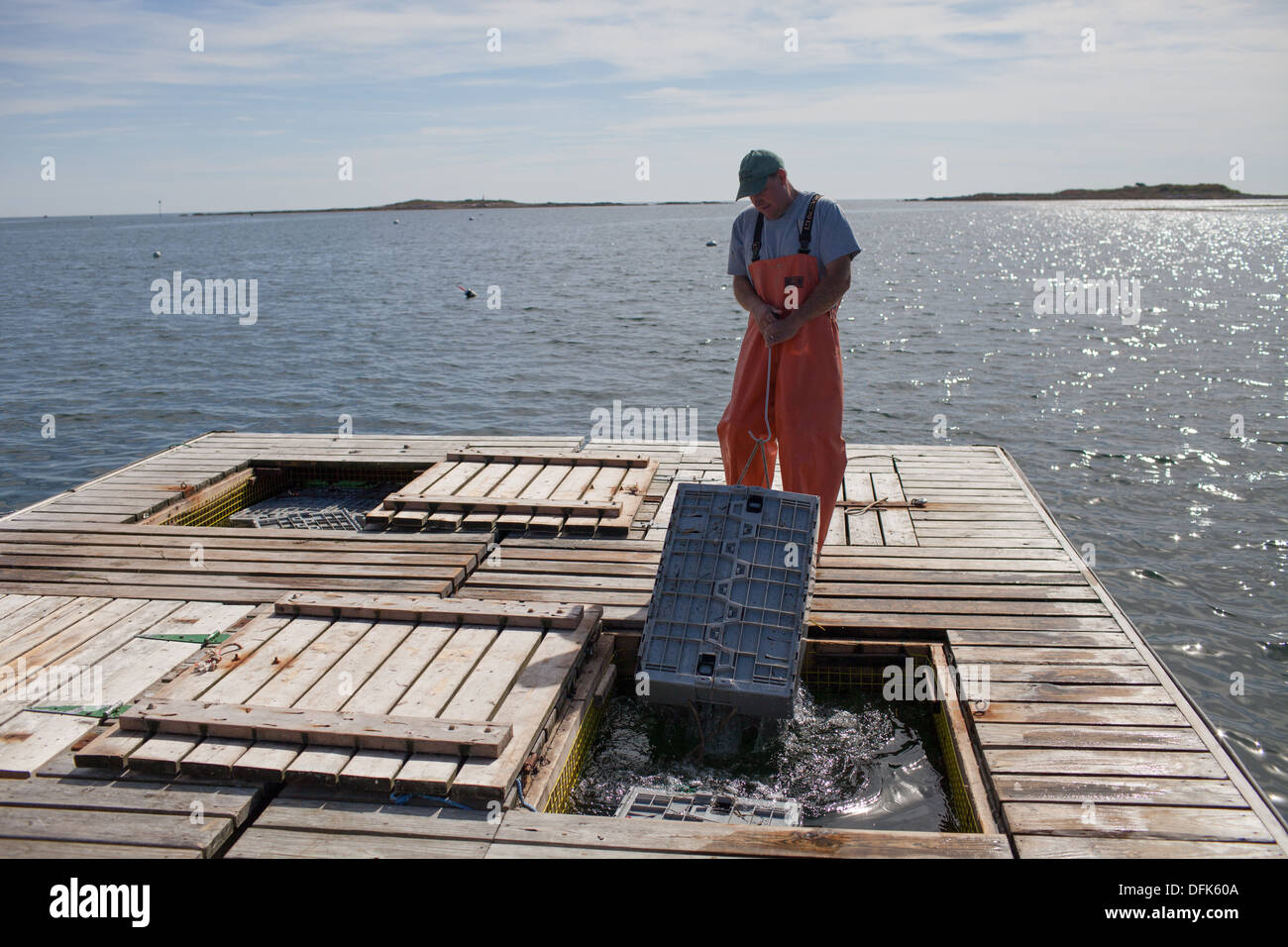 Hummerfischer Eric Emmons auf Hummer-dock in Maine immer bereit zu kaufen und zu verkaufen frisch gefangenen Hummer für den Handel. Stockfoto