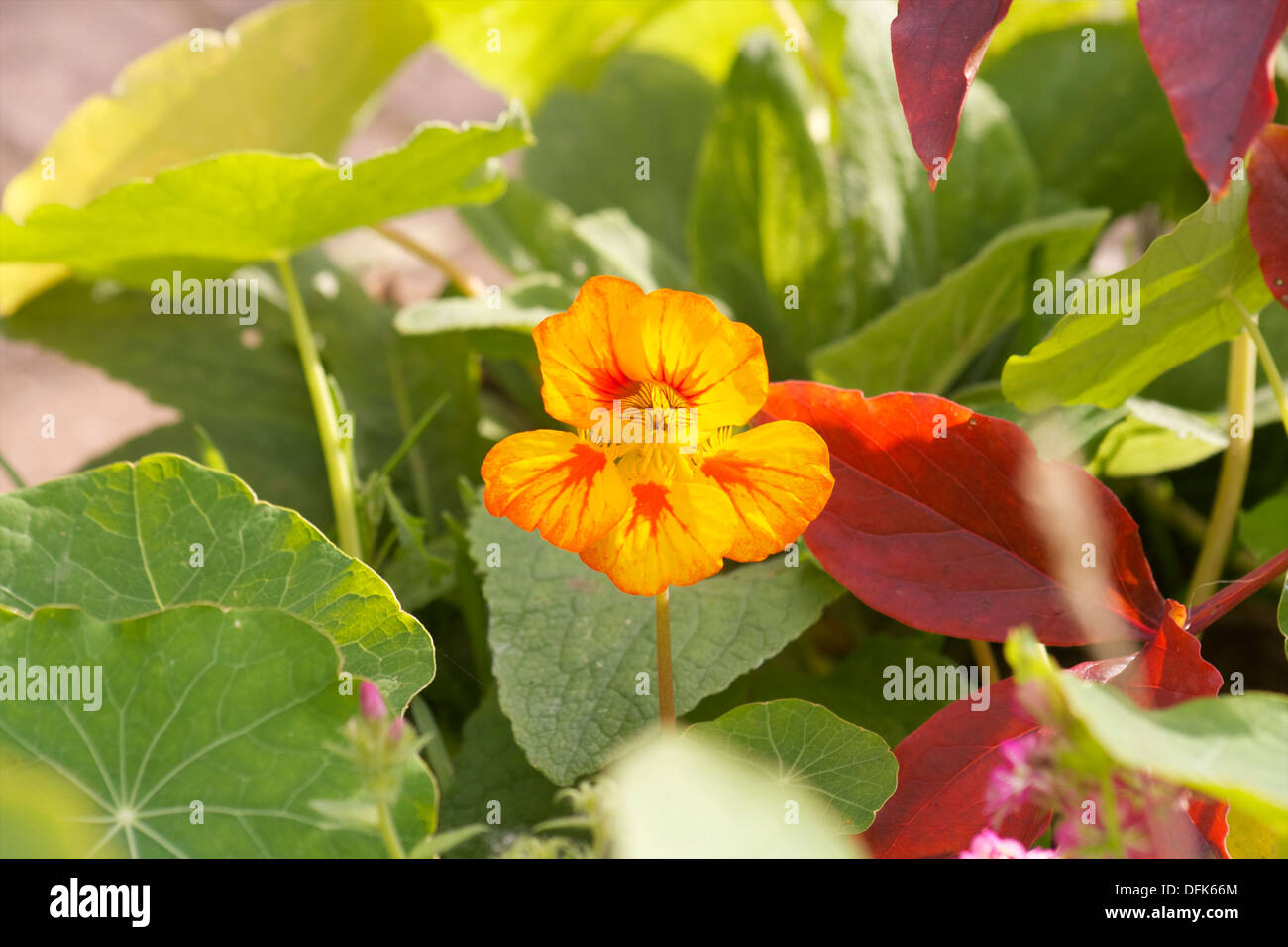 Kapuzinerkresse Blume orange rote Laub Sommer verlässt Tropaeolum Stockfoto