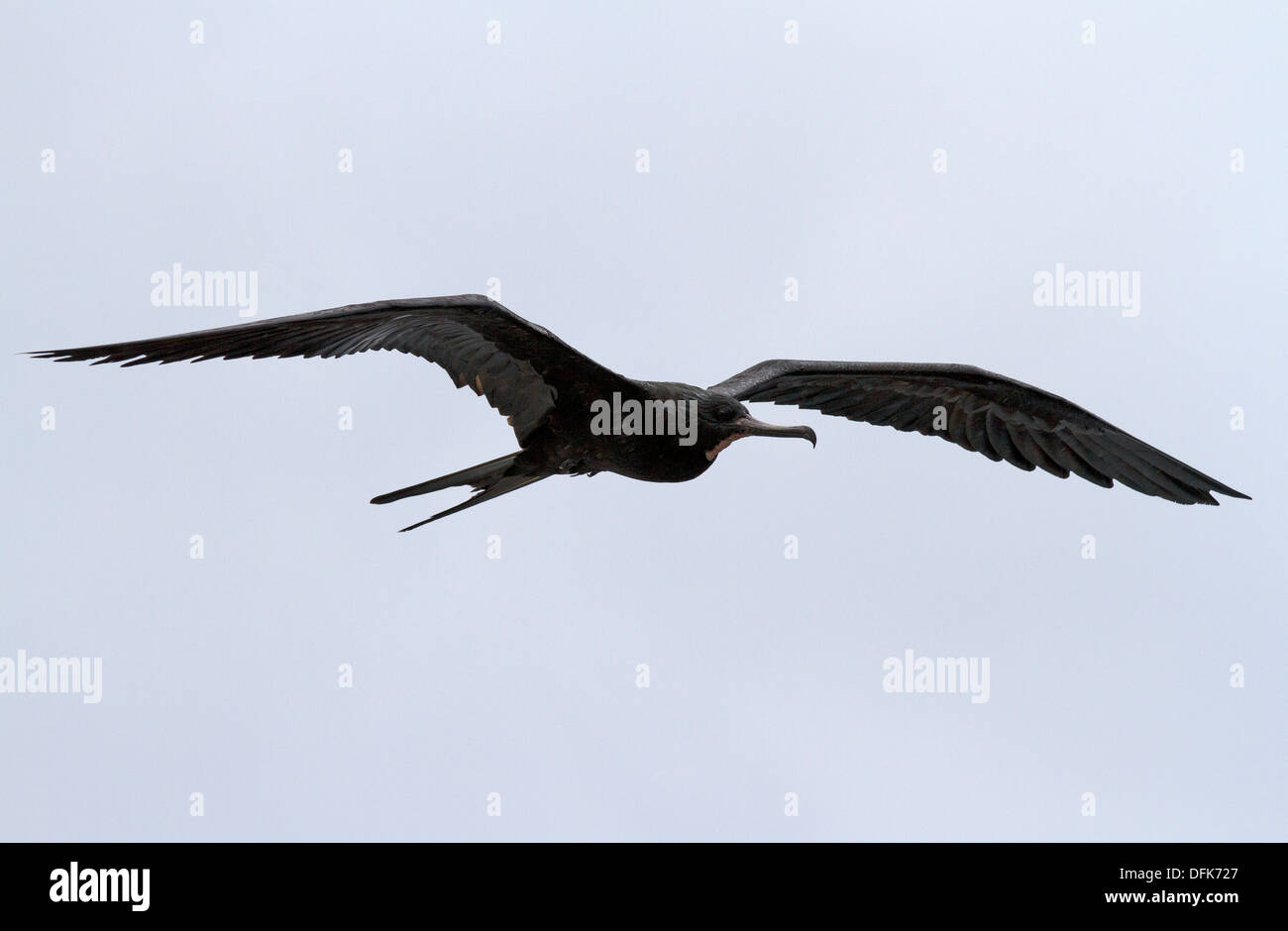 Großen Fregattvogel im Flug Stockfoto