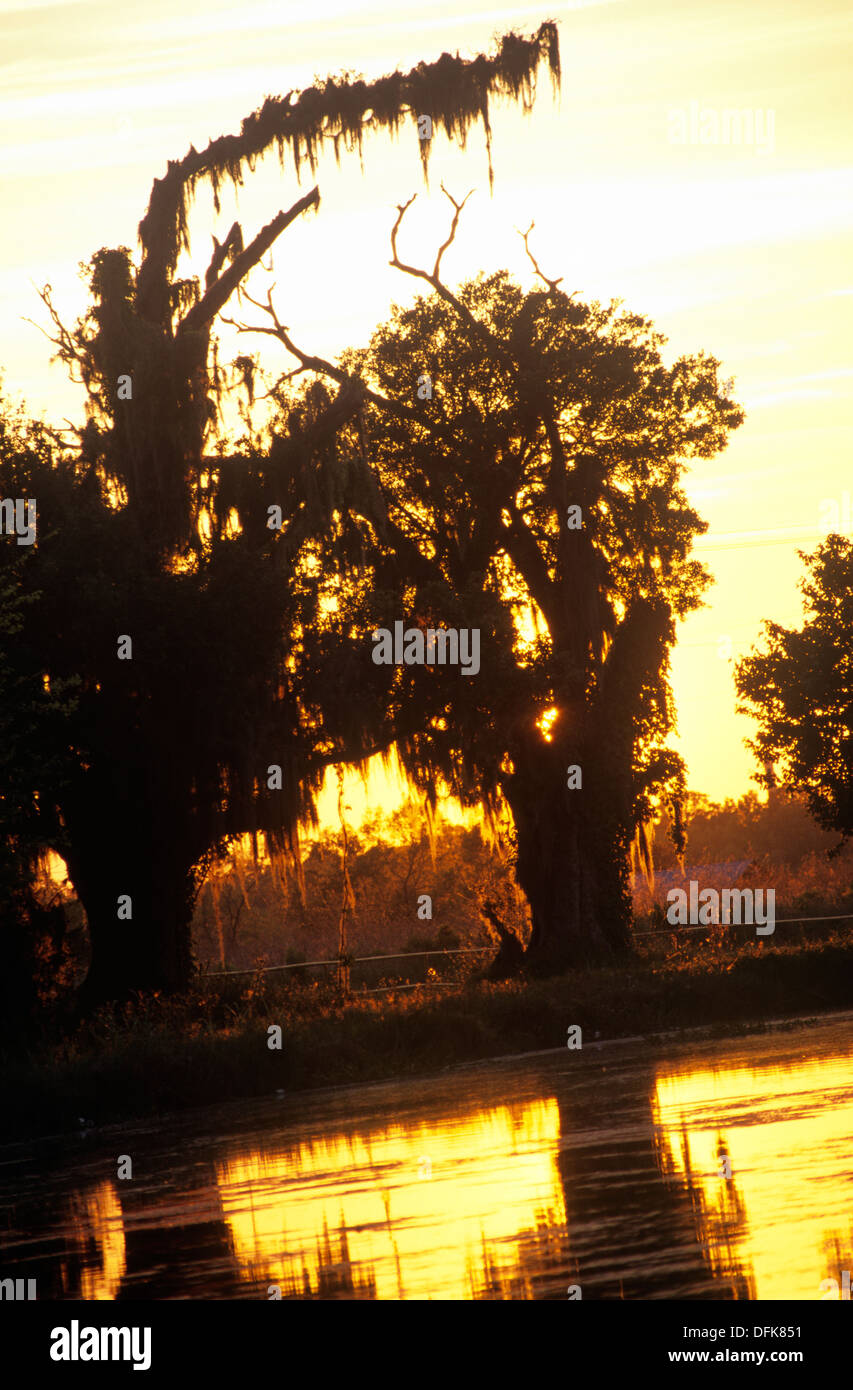 Bayou Schwarz bei Sonnenuntergang, in der Nähe von Houma, Louisiana, USA. Stockfoto