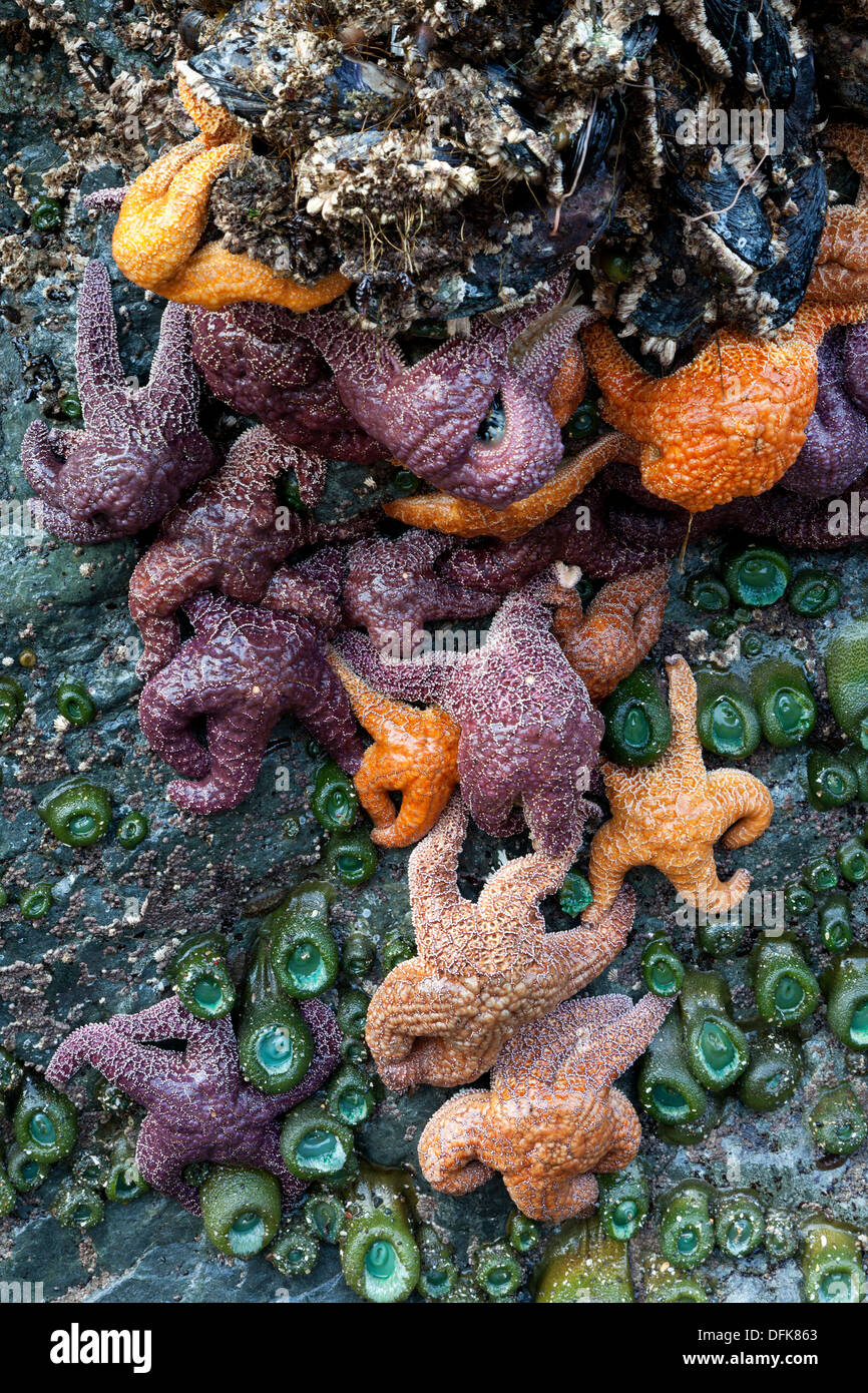 Konstellation der Seestern ausgesetzt sind, bei Ebbe am Whaleshead Beach im Süden Oregons. Stockfoto