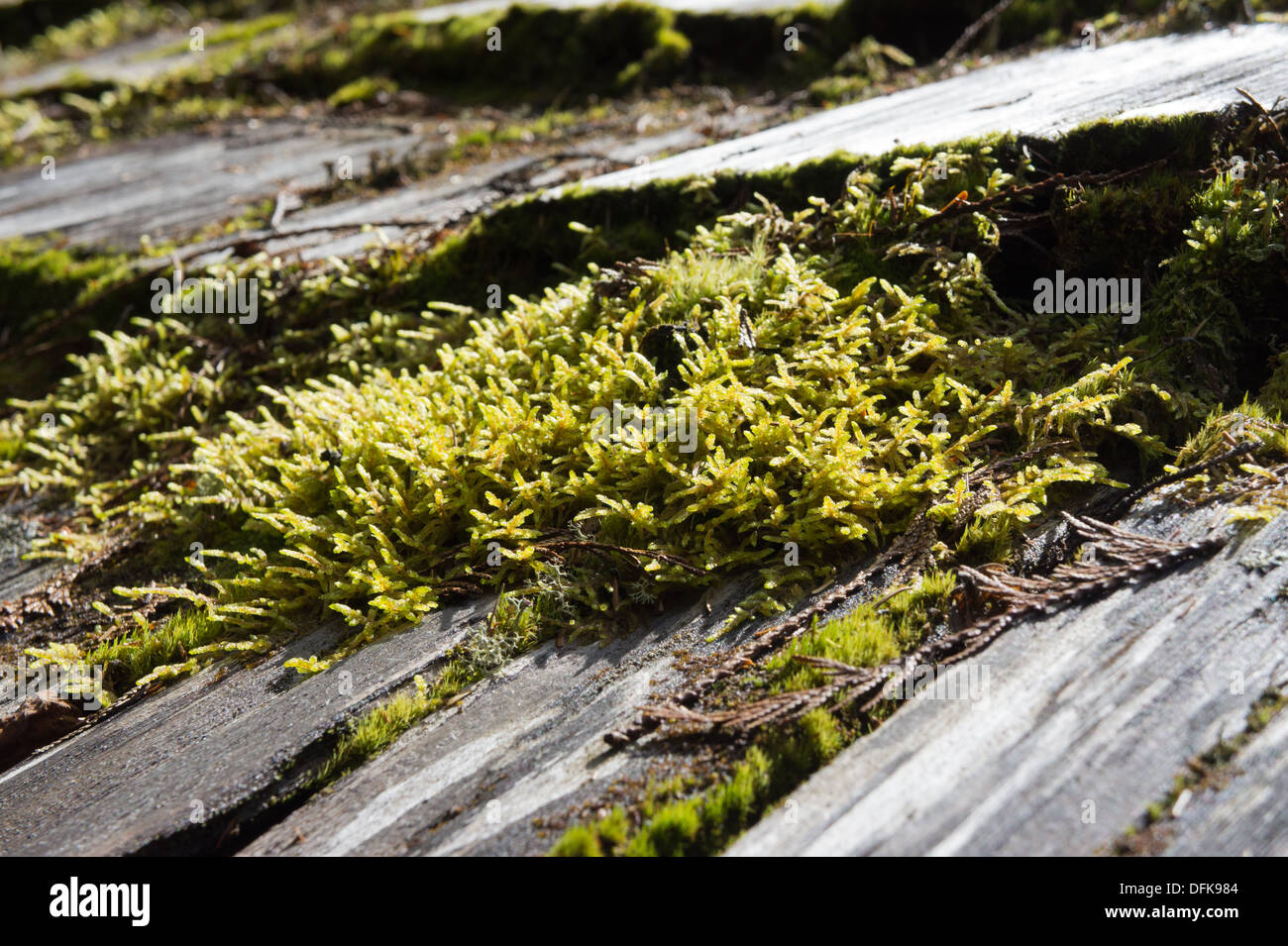 Hogue Trapper Cabin Azure Lake Wells Gray Provincial Park Stockfoto