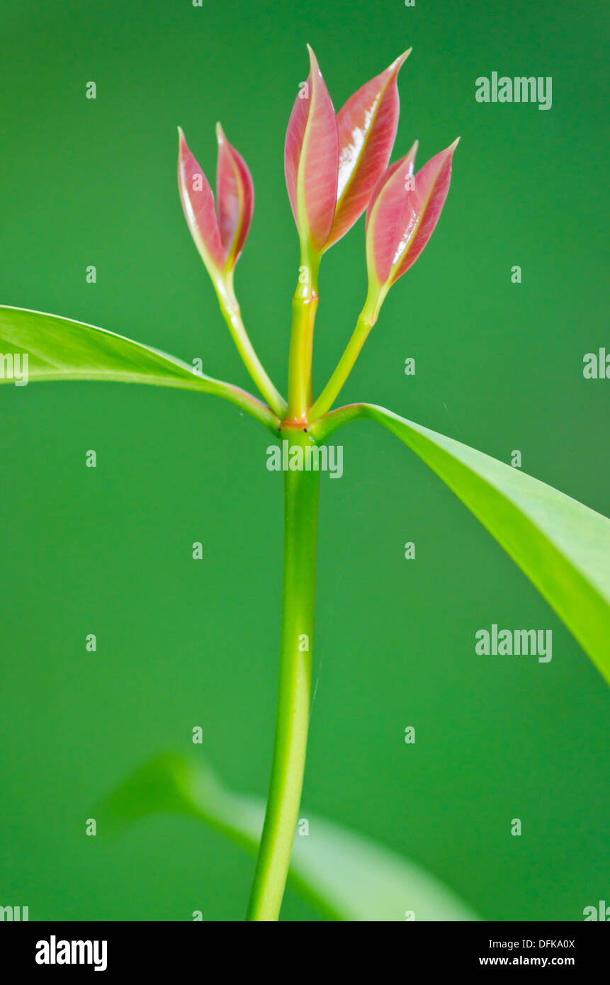 Closeup, neue rote kleine Blatt Stockfoto
