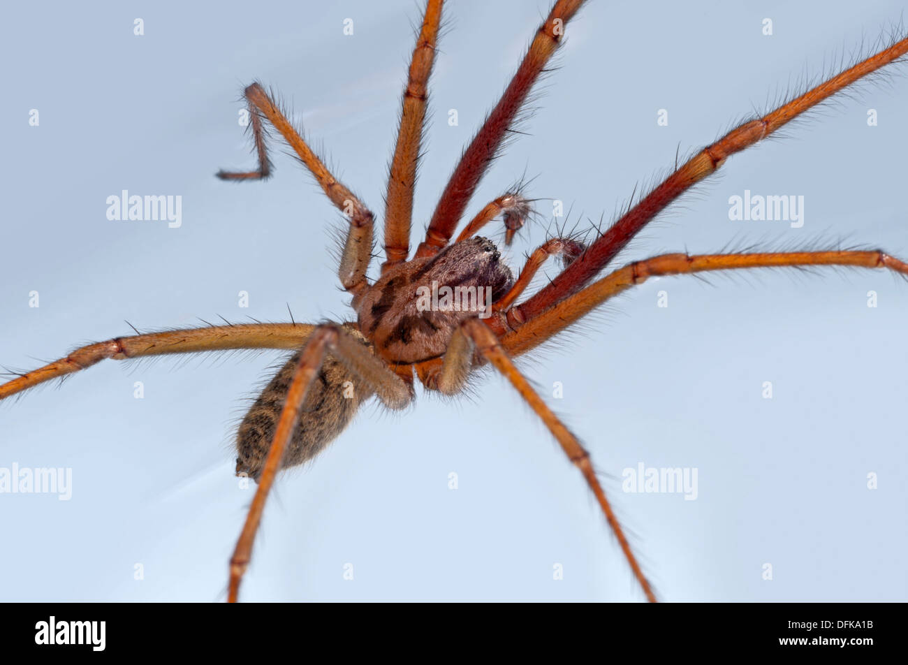 Spinne - Riesen Haus Spider, Tegenaria duellica Stockfoto