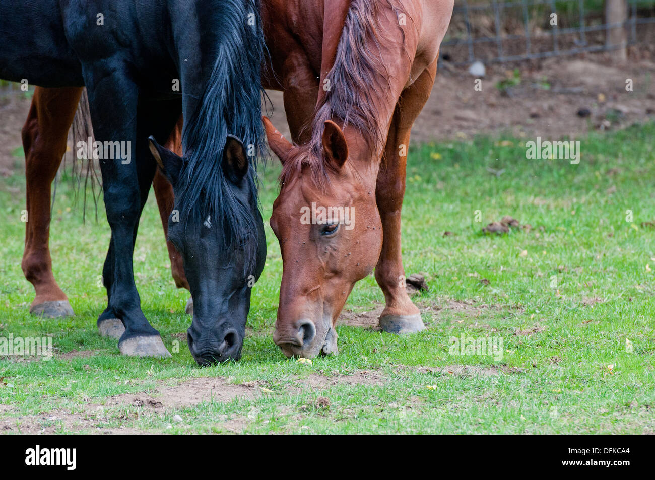 Arabian Horse (Schwarz) und Quarter Horse (rot) Stockfoto