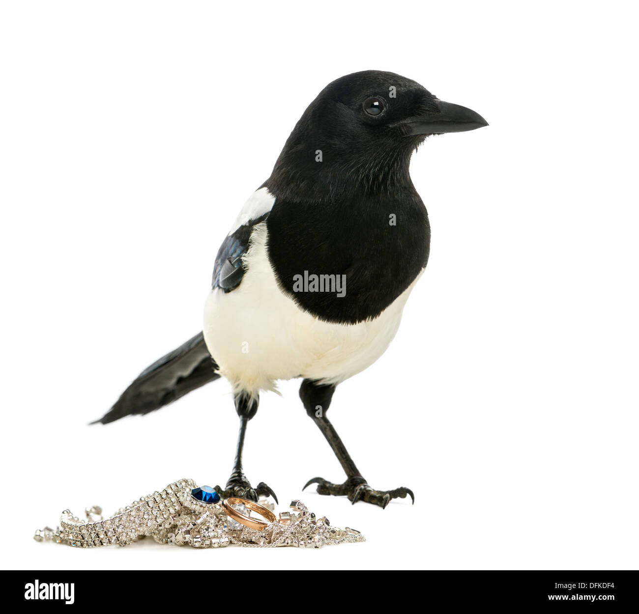 Gemeinsamen Elster wegschauen mit Schmuck, Pica Pica, vor weißem Hintergrund Stockfoto