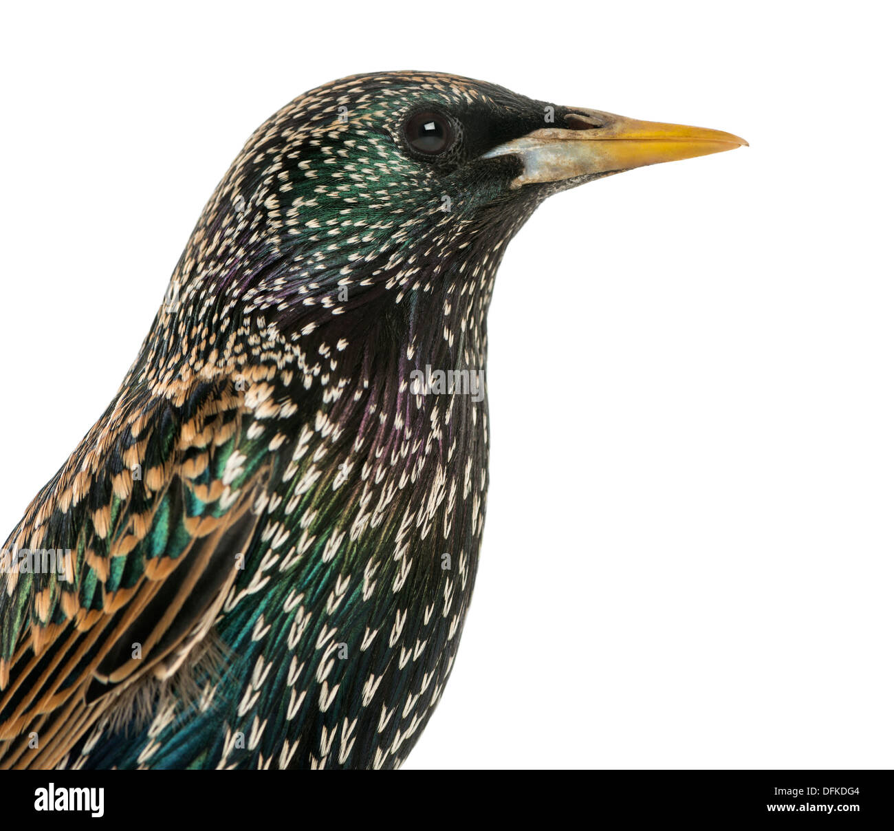 Nahaufnahme von einem gemeinsamen Starling Sturnus Vulgaris, vor weißem Hintergrund Stockfoto