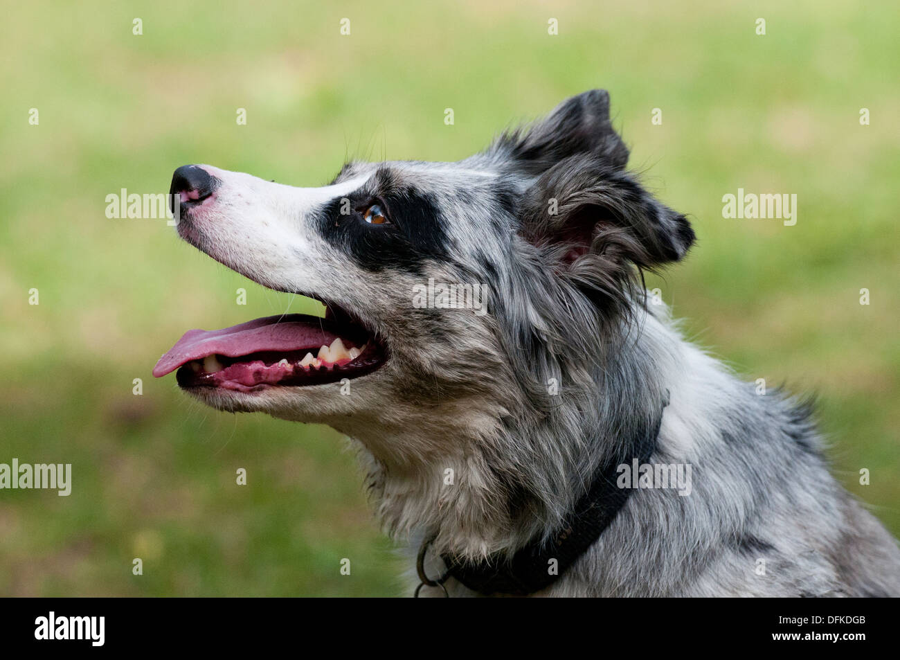 Border-Collie-Porträt Stockfoto