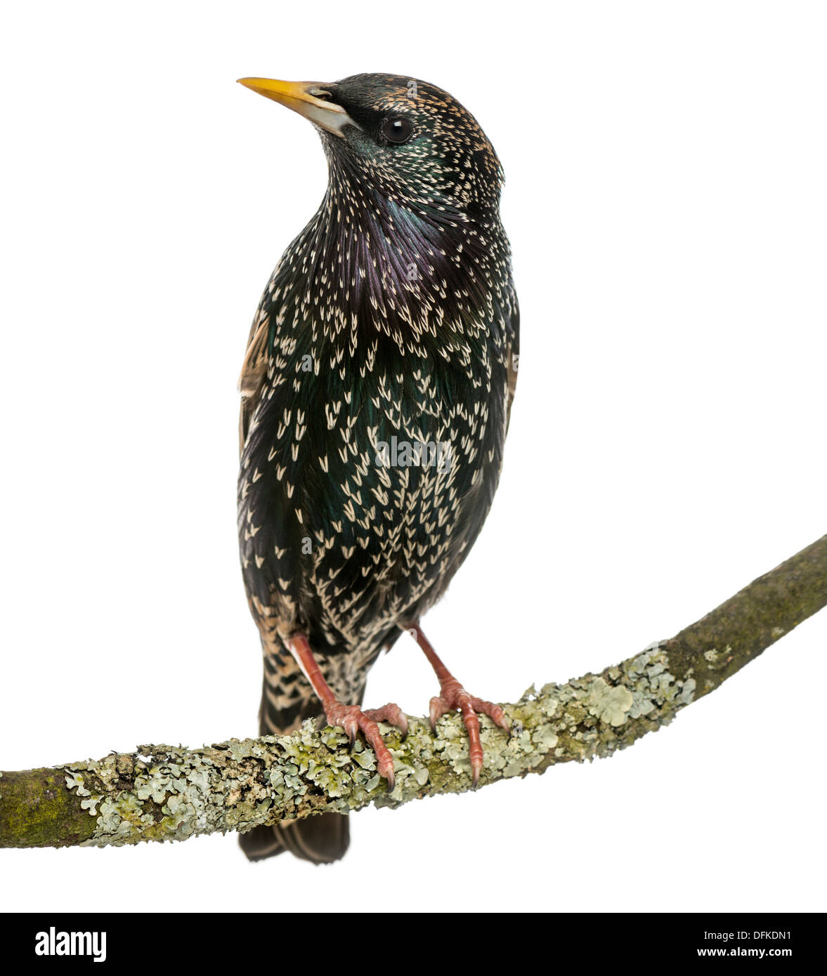 Gemeinsamen Starling hocken auf einem Ast, Sturnus Vulgaris, vor weißem Hintergrund Stockfoto